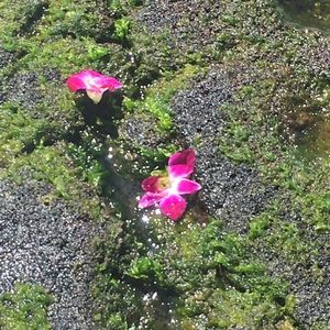 Meet your Posher, Georgianna